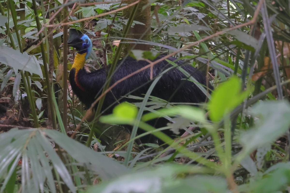 Northern Cassowary - ML501027341