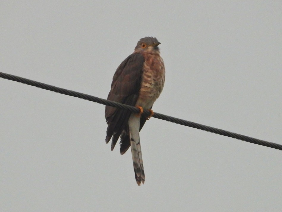 Common Hawk-Cuckoo - ML501027791