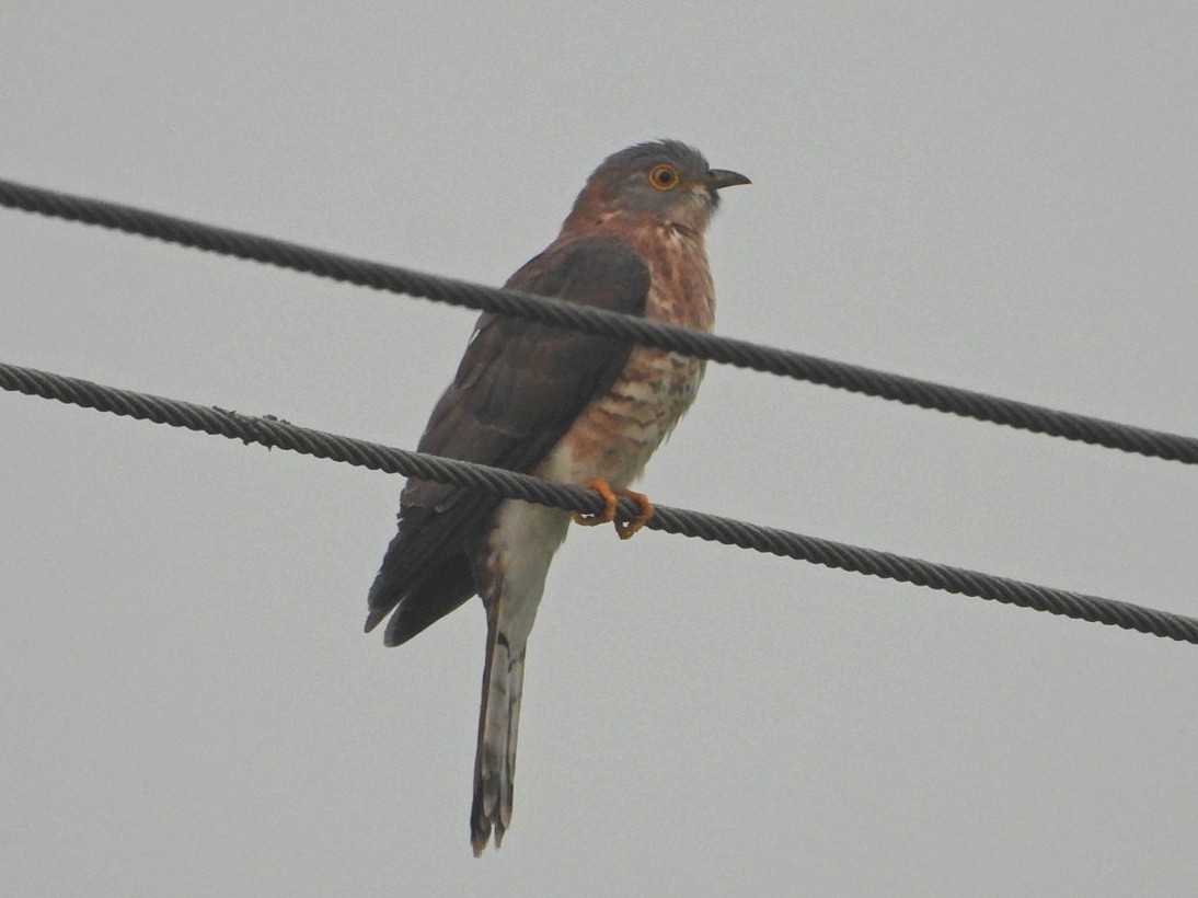 Common Hawk-Cuckoo - ML501027801