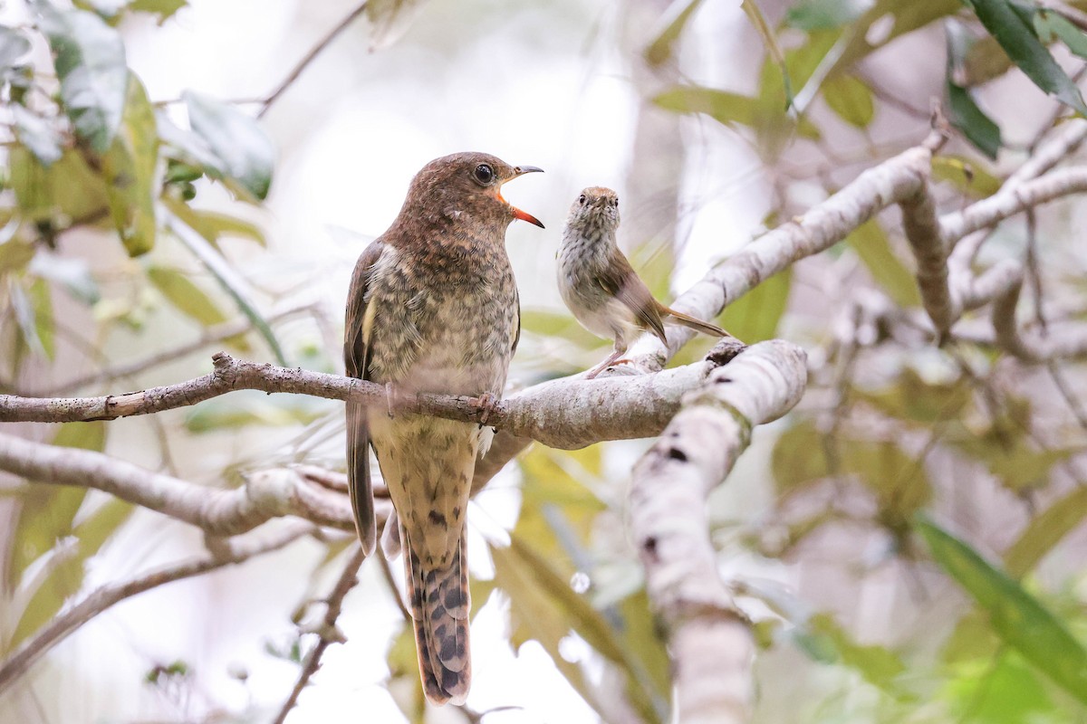 Fan-tailed Cuckoo - Ged Tranter