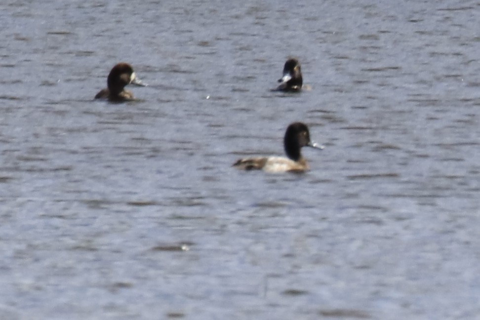 Lesser Scaup - ML501028511