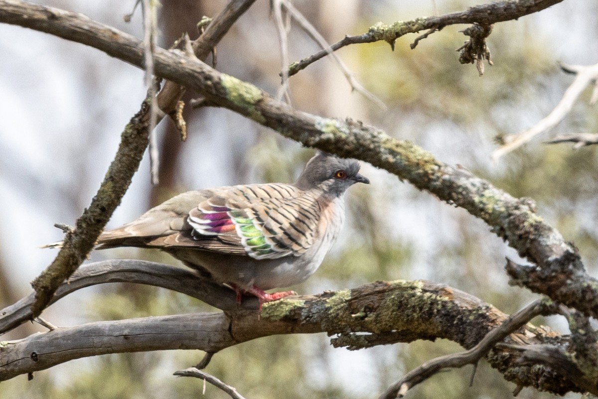Crested Pigeon - ML501028961