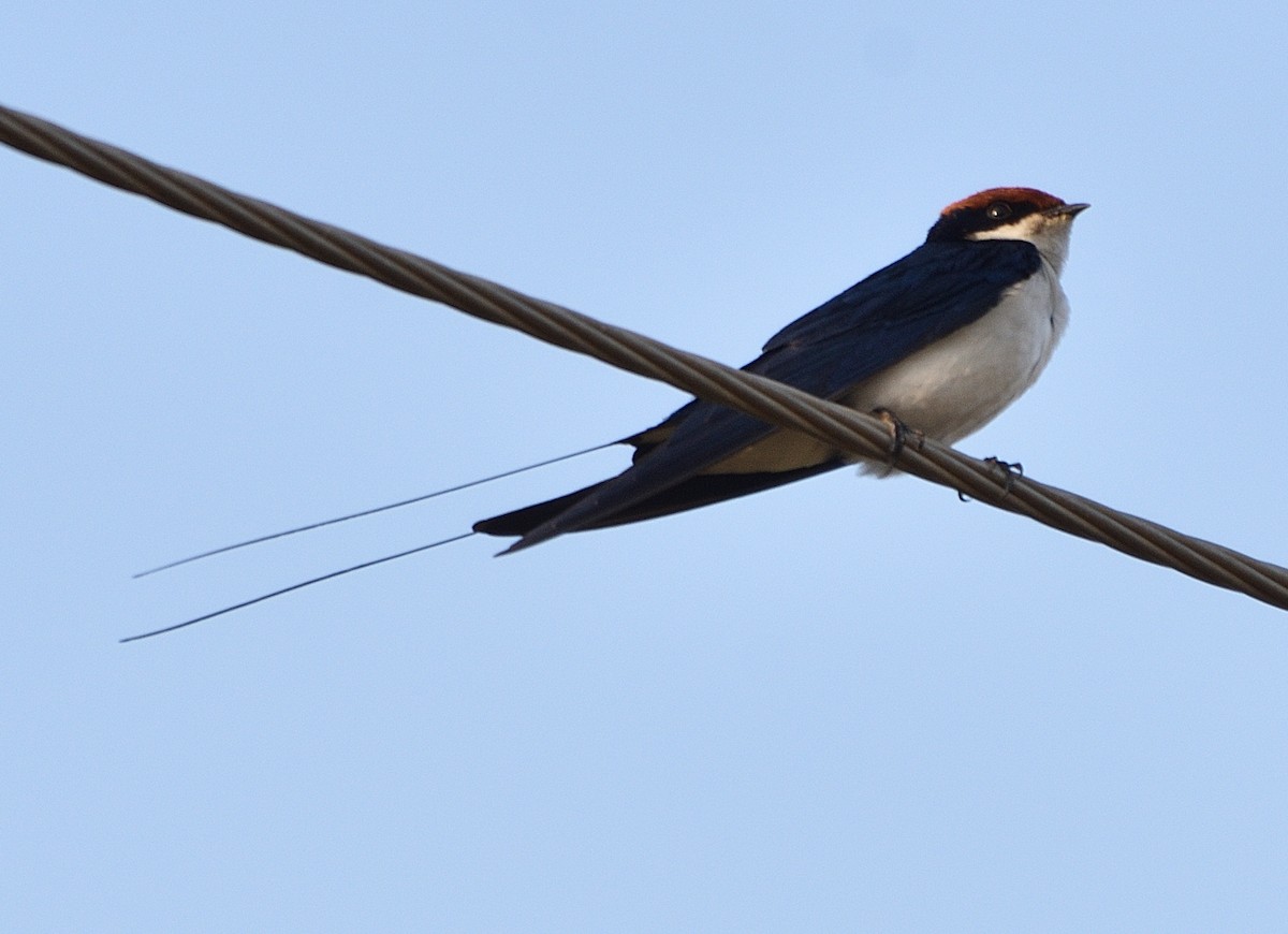 Wire-tailed Swallow - Arun Prabhu