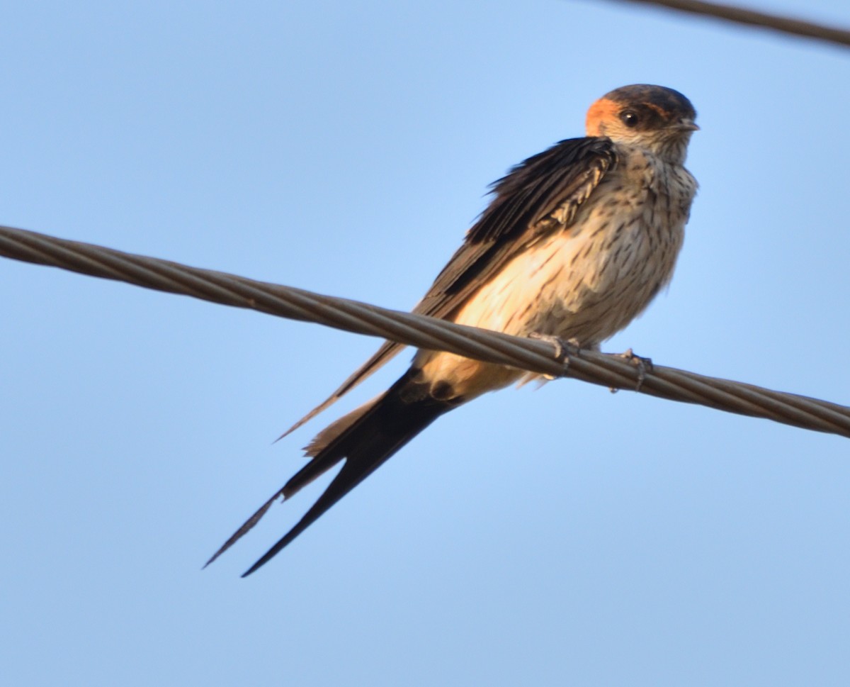 Red-rumped Swallow - Arun Prabhu