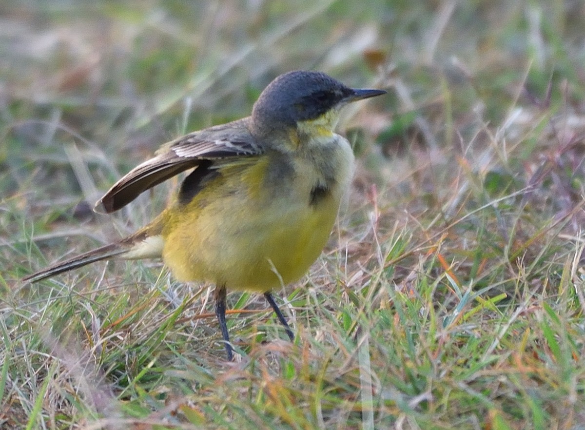 Western Yellow Wagtail - Arun Prabhu