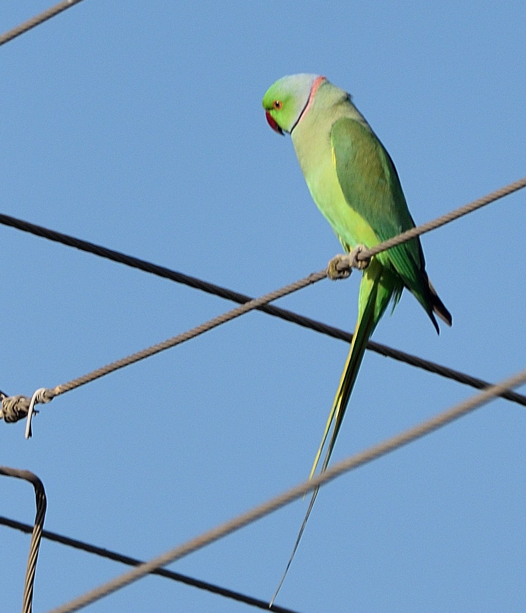 Rose-ringed Parakeet - Arun Prabhu