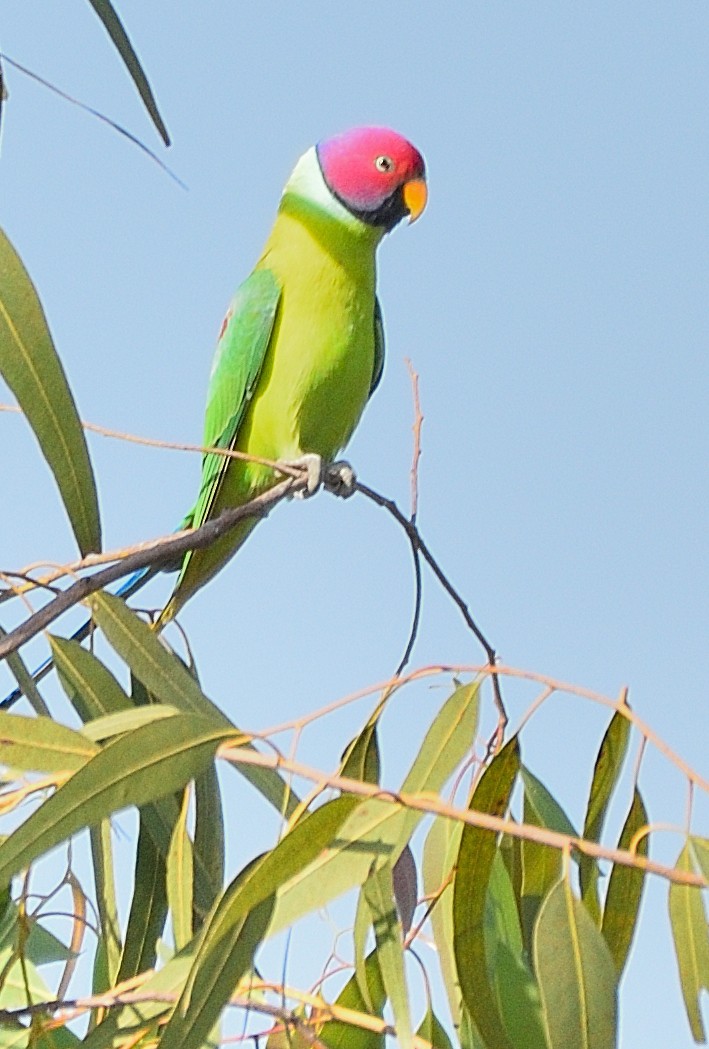 Plum-headed Parakeet - ML501030261