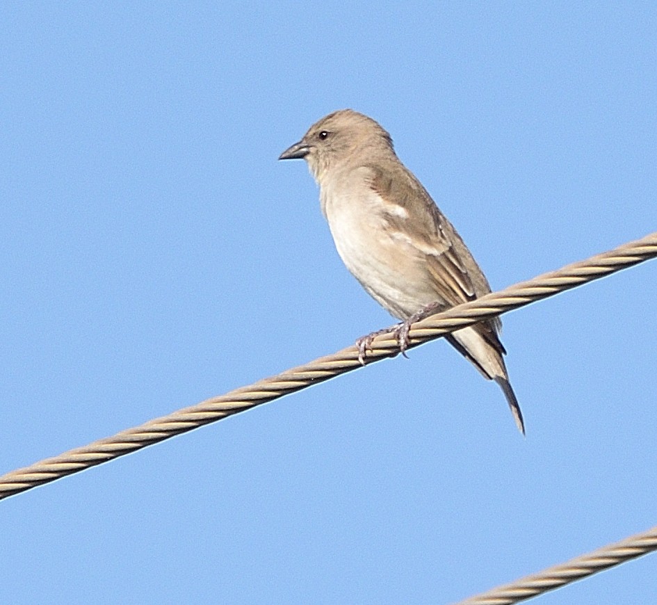 Yellow-throated Sparrow - Arun Prabhu