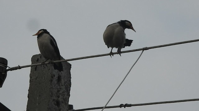 Indian Pied Starling - ML501030641