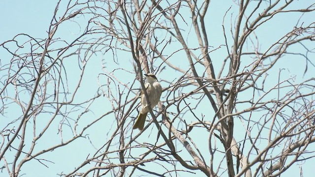 Singing Honeyeater - ML501030751