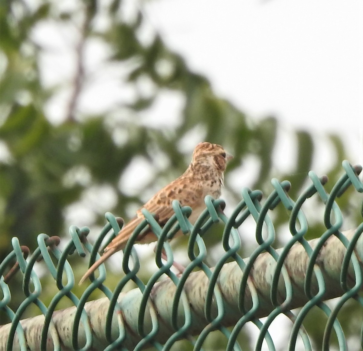 Oriental Skylark - ML501031001