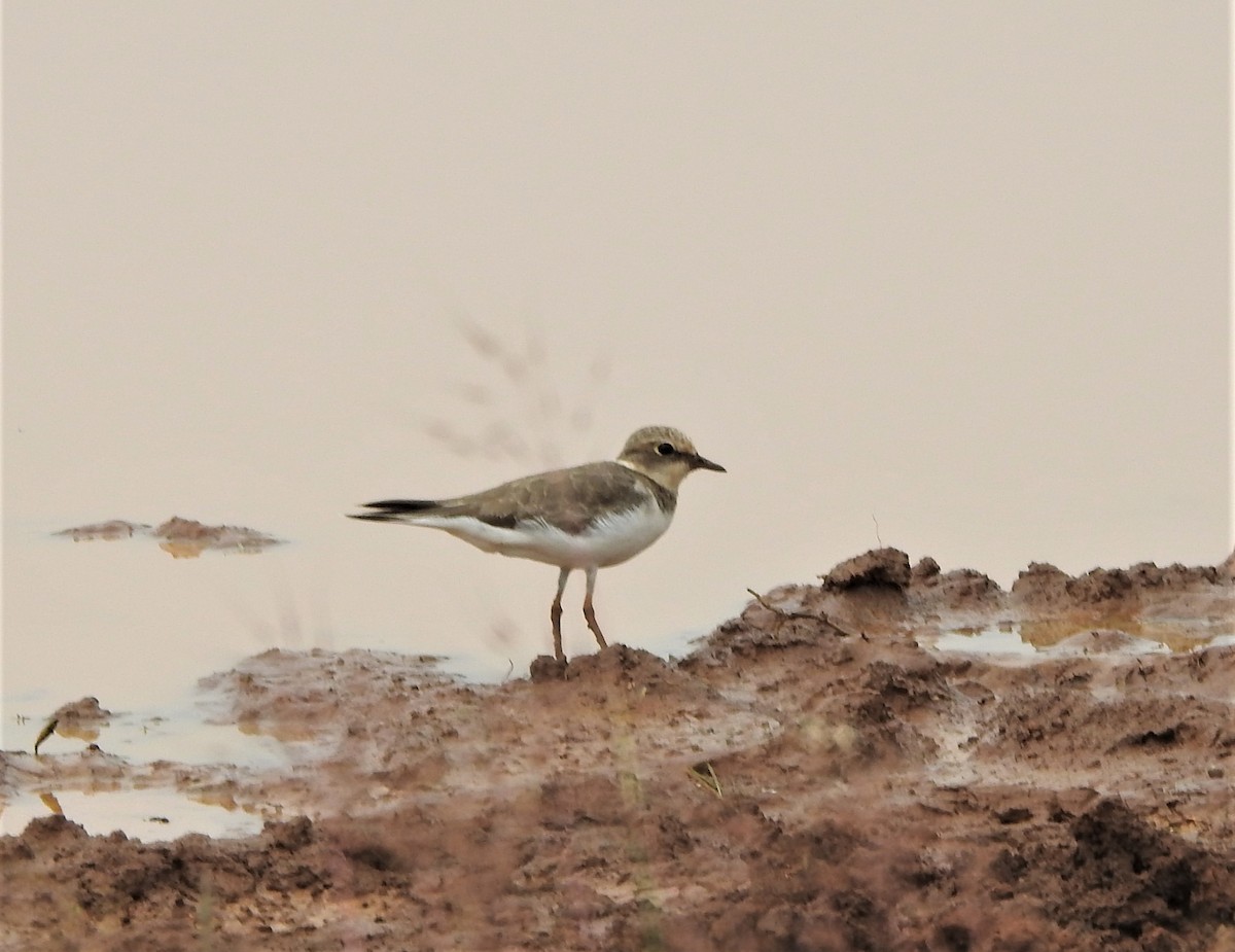 Little Ringed Plover - ML501031051