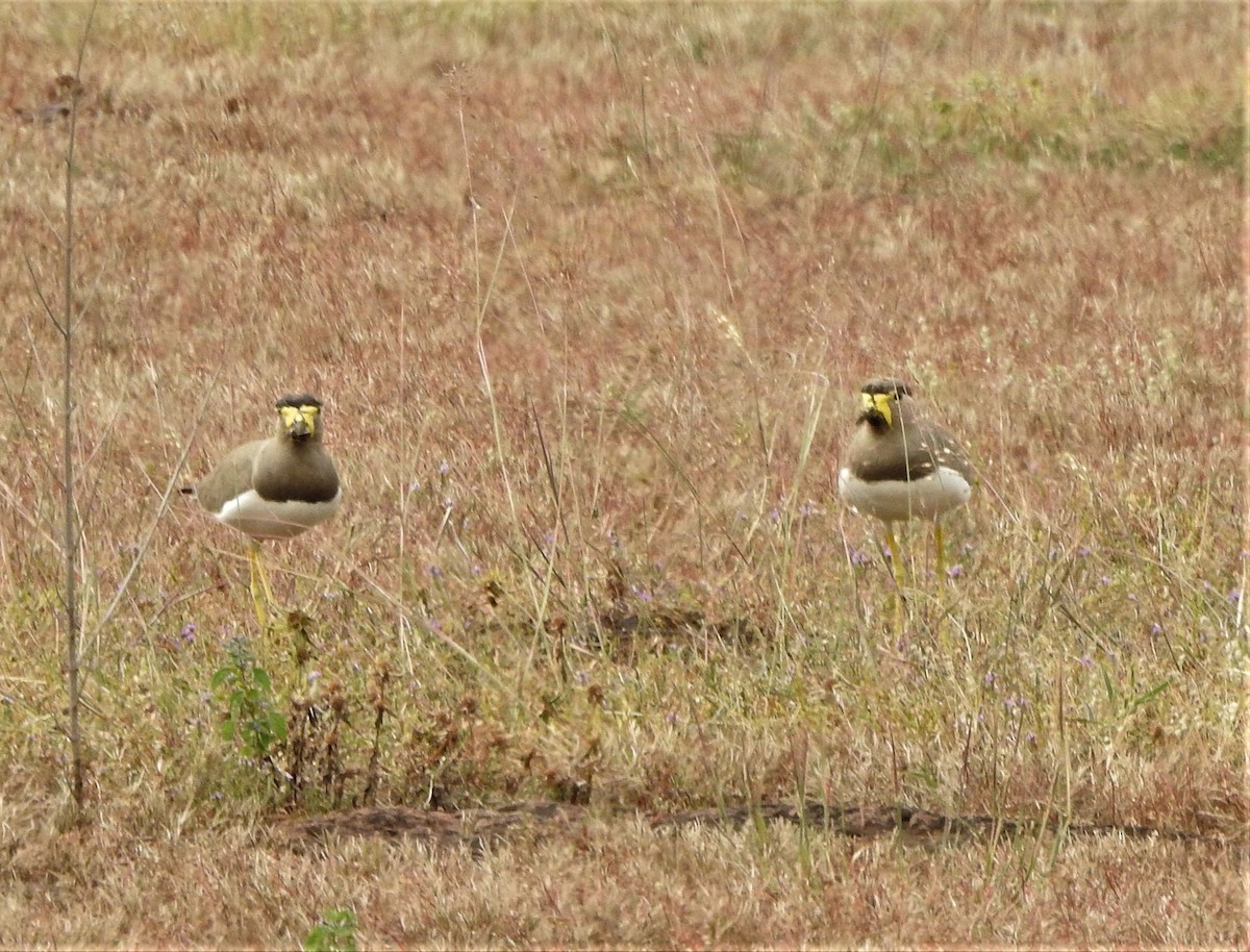 Yellow-wattled Lapwing - ML501031061