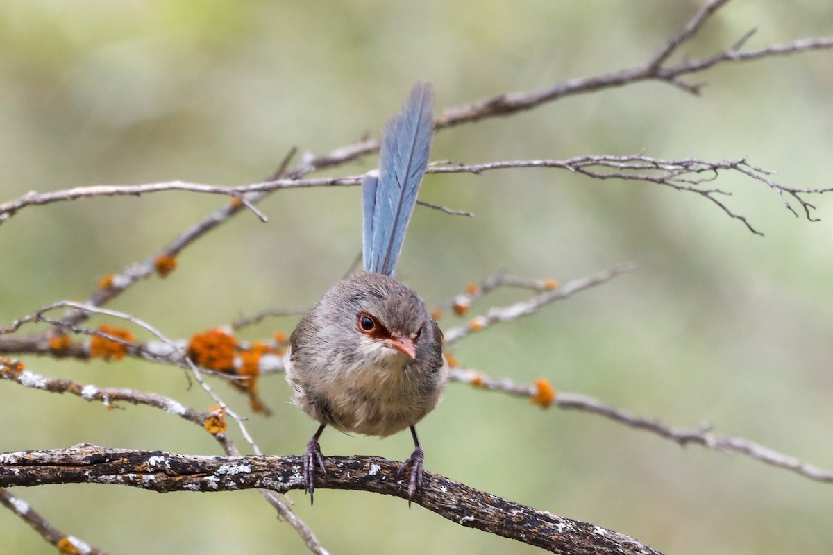 Purple-backed Fairywren - ML501031841