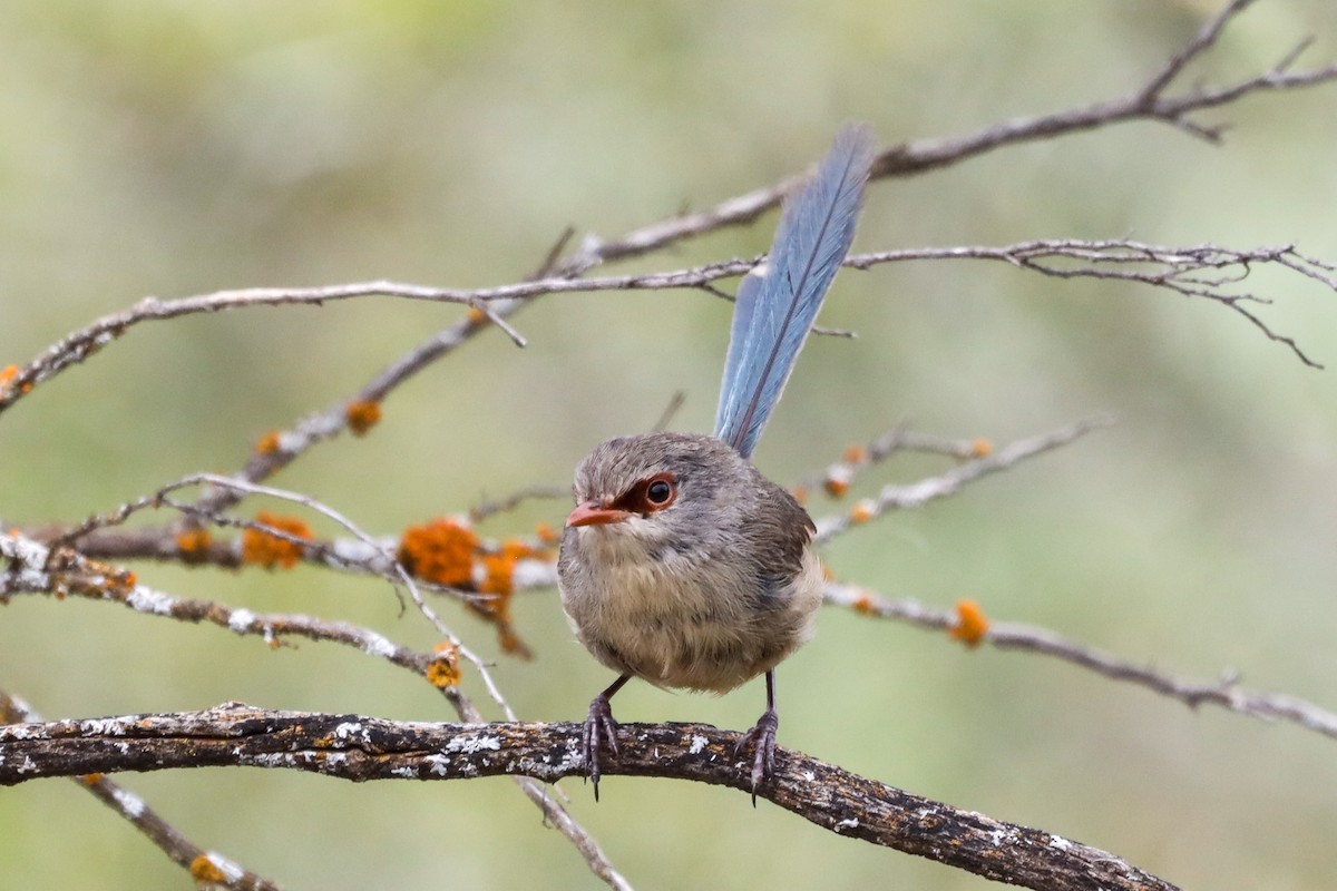 Purple-backed Fairywren - ML501031851