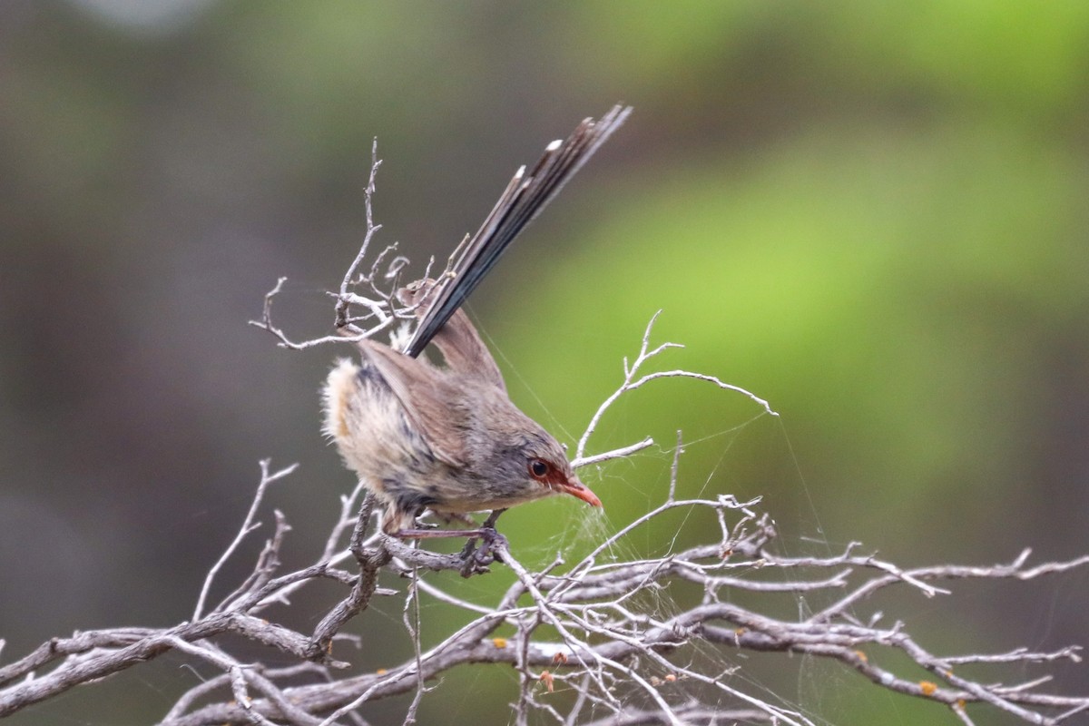 Purple-backed Fairywren - ML501031871