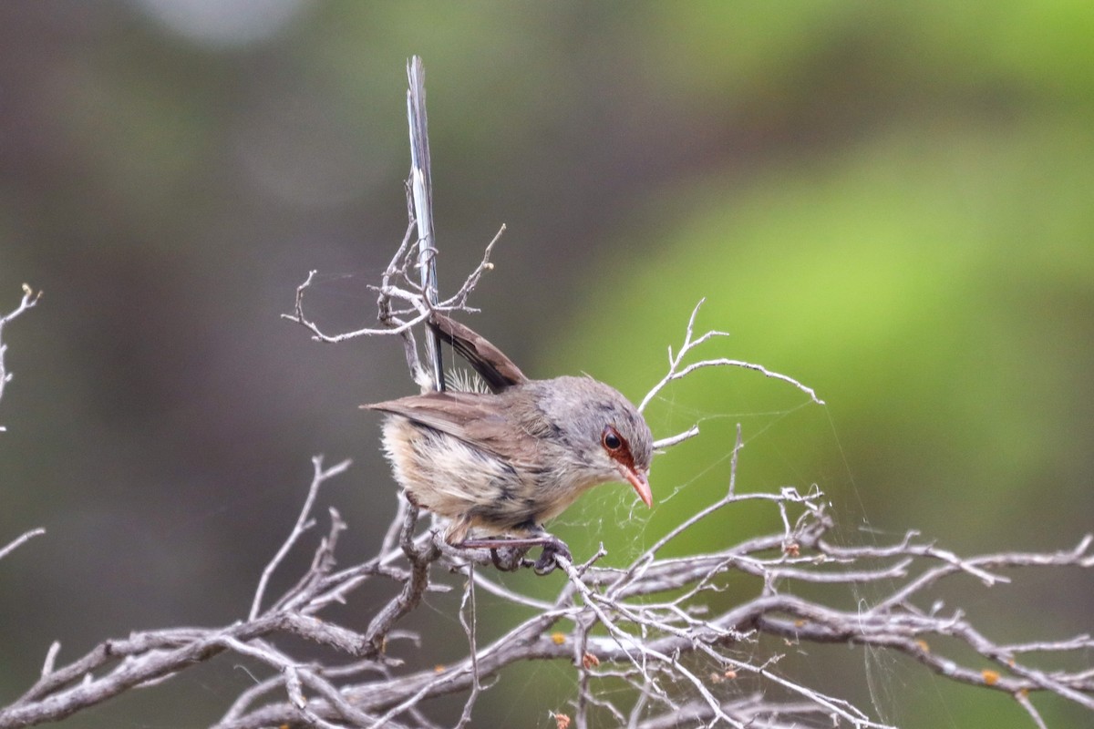 Purple-backed Fairywren - ML501031881