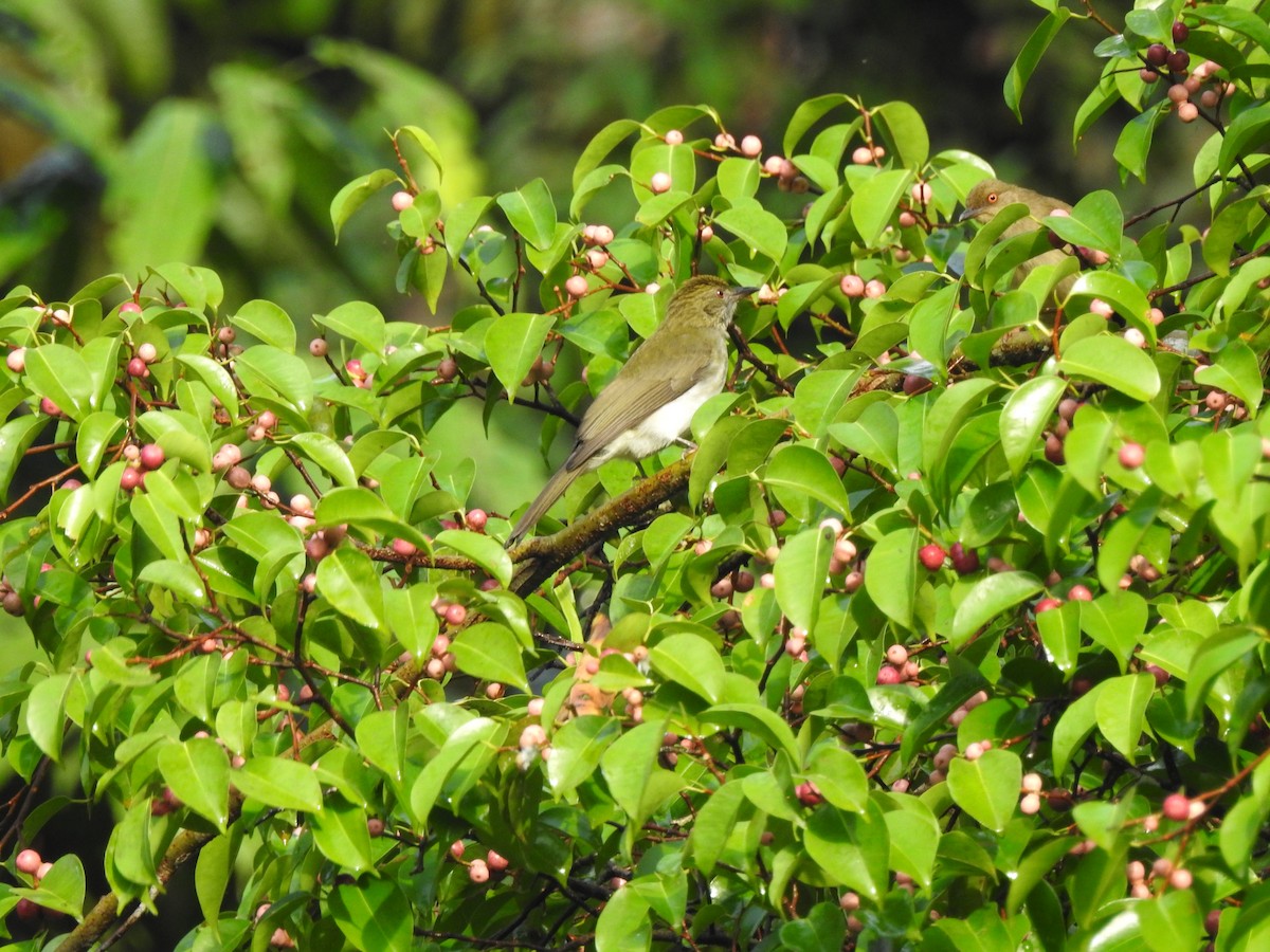 Streaked Bulbul - ML501032911