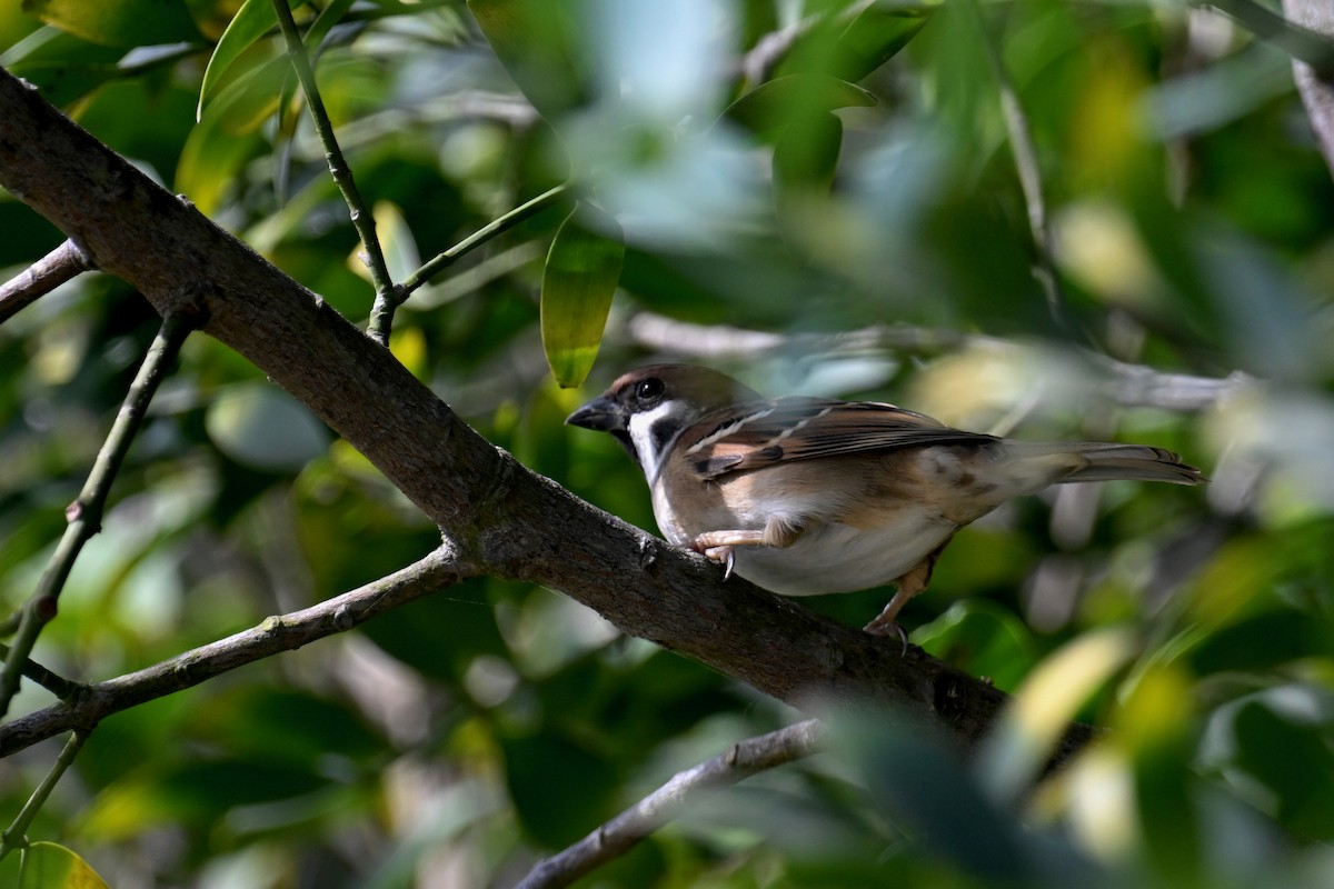 Eurasian Tree Sparrow - ML501033211