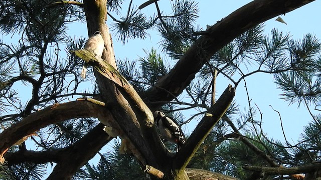 Great Spotted Woodpecker - ML501033531