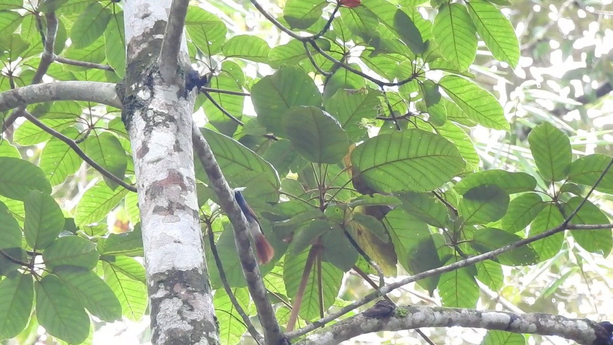 Amur/Blyth's/Indian Paradise-Flycatcher - ML501033601