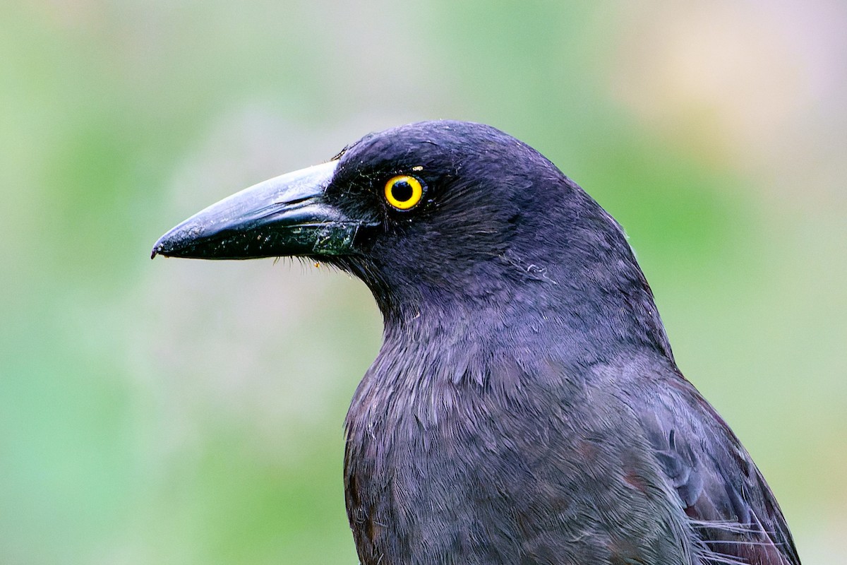 Pied Currawong - ML501034051