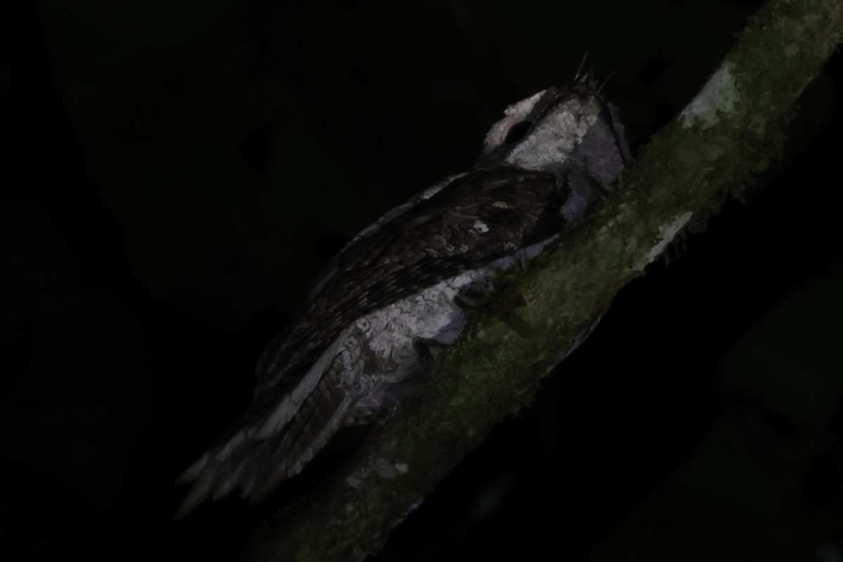 Marbled Frogmouth (Marbled) - ML501035091