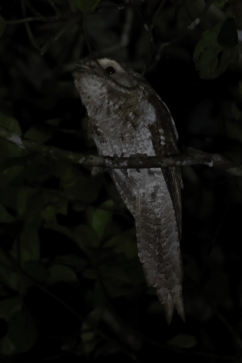 Marbled Frogmouth (Marbled) - ML501035111