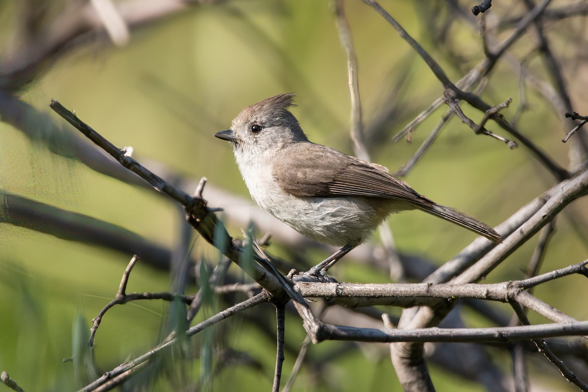 Oak Titmouse - ML501035281