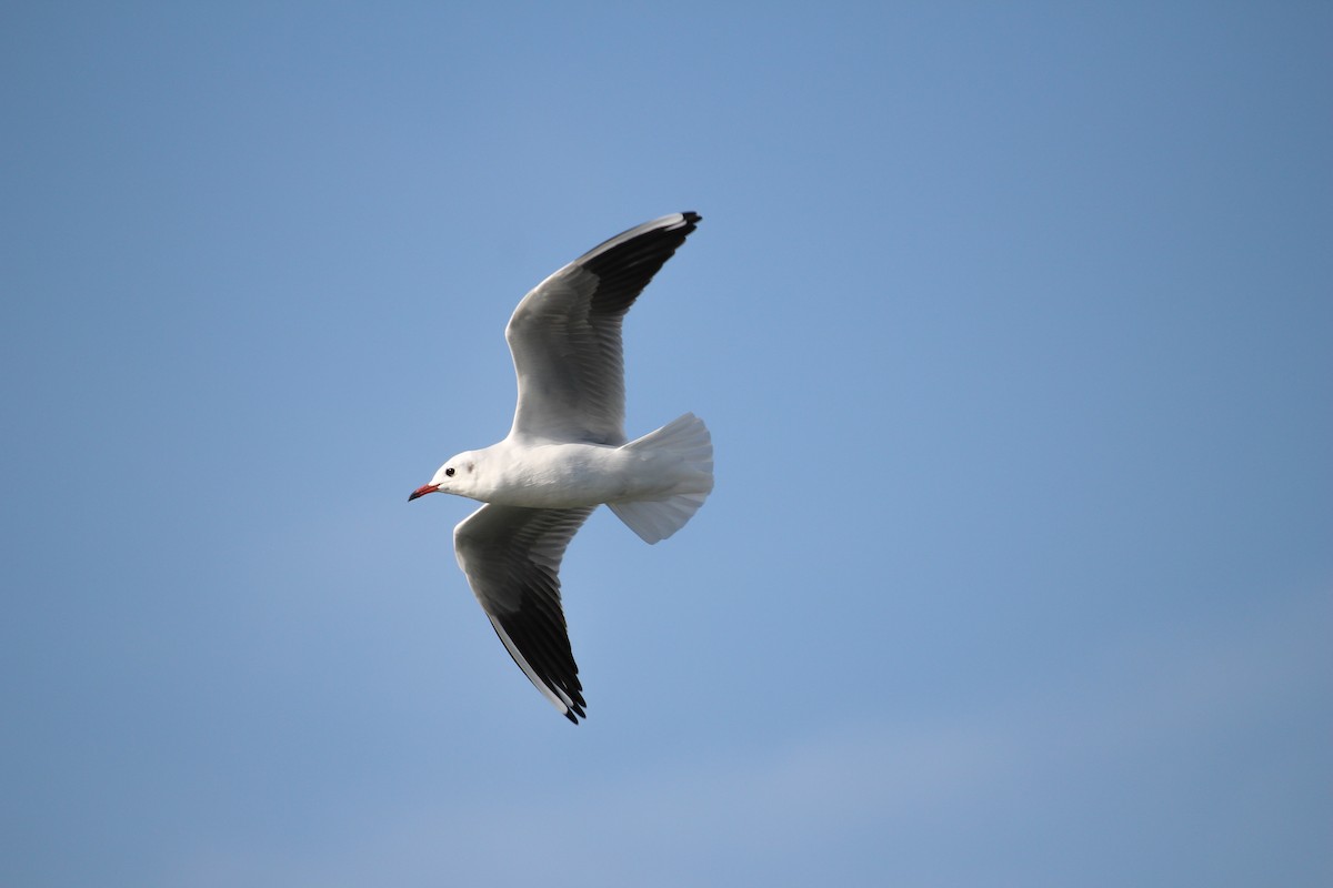 Mouette rieuse - ML501035311