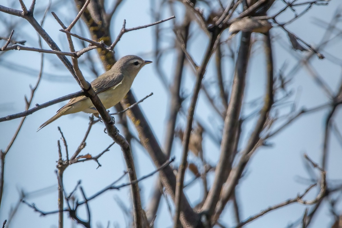 Warbling Vireo - ML501035861