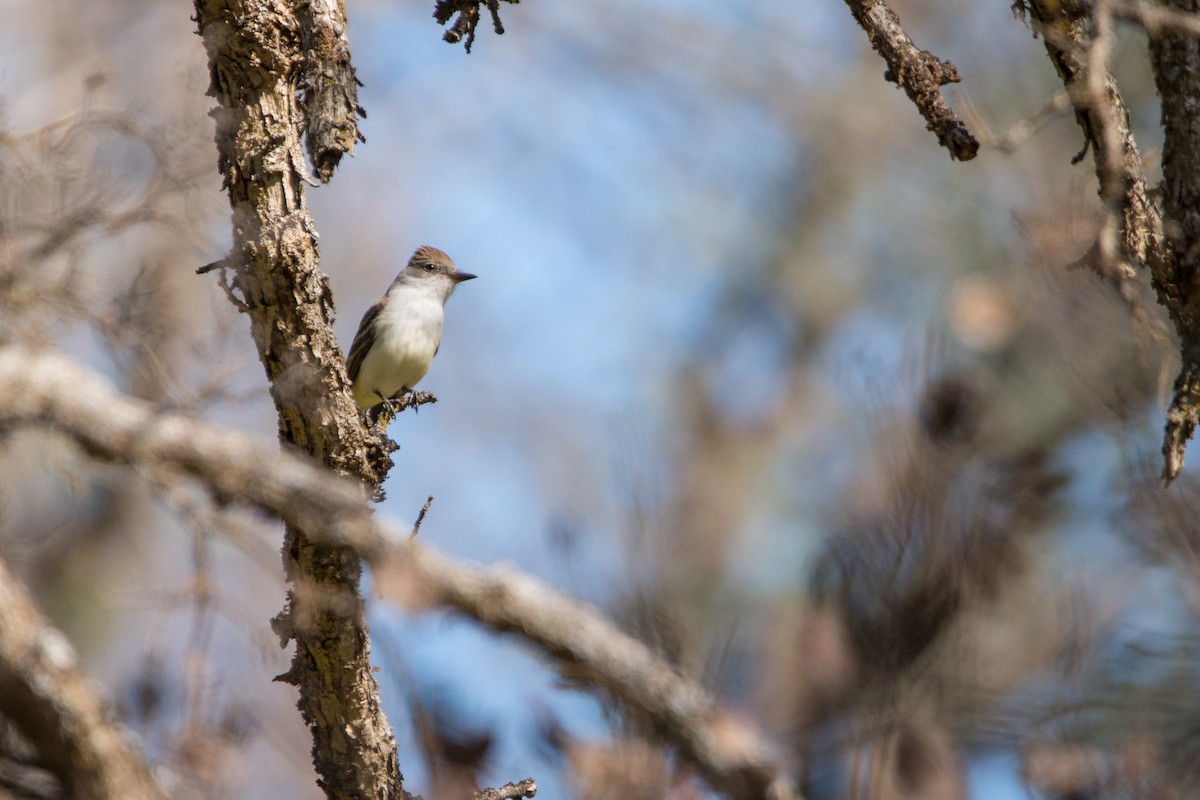 Ash-throated Flycatcher - ML501035891