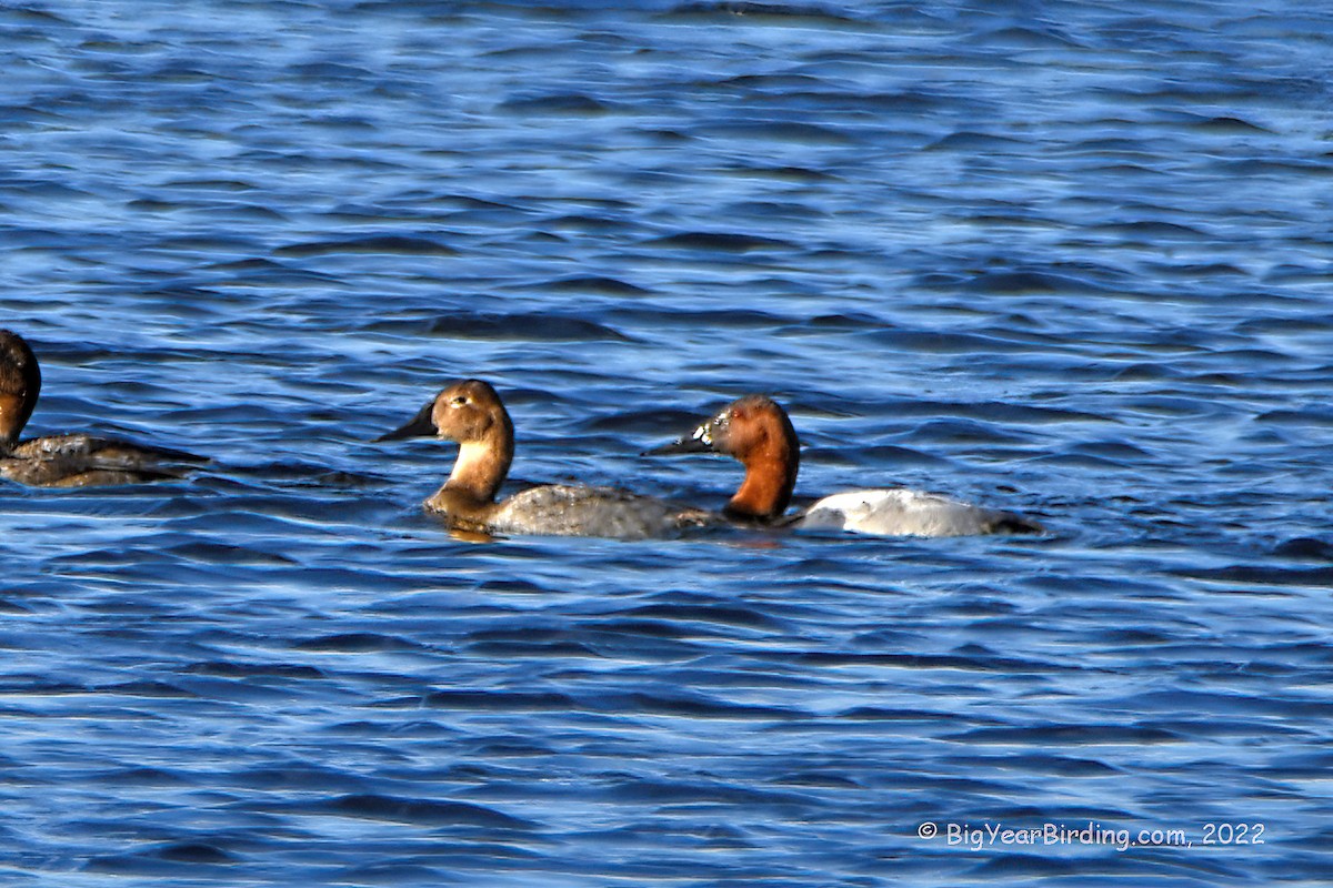 Canvasback - ML501036761