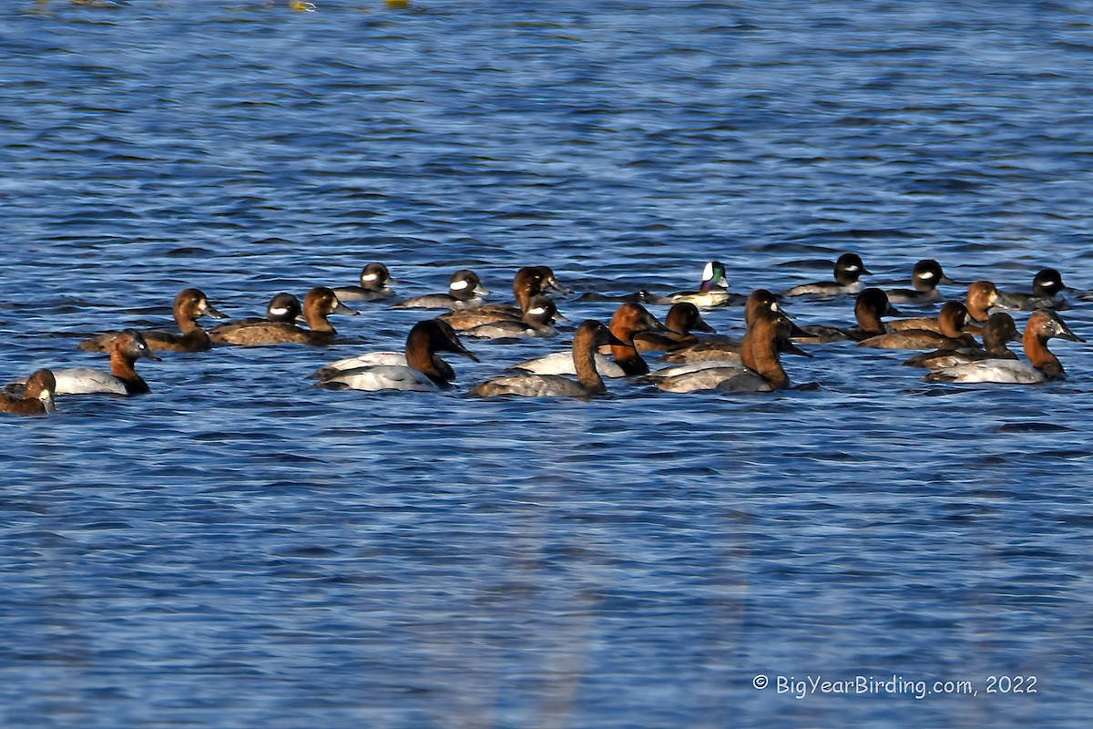 Canvasback - Ethan Whitaker