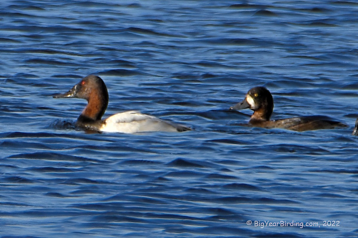 Canvasback - ML501036801