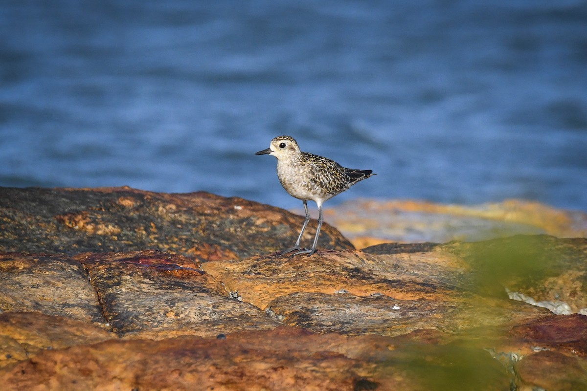 Pacific Golden-Plover - Trevor Evans