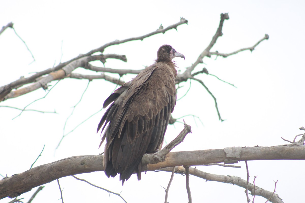 Hooded Vulture - Shane Weisz