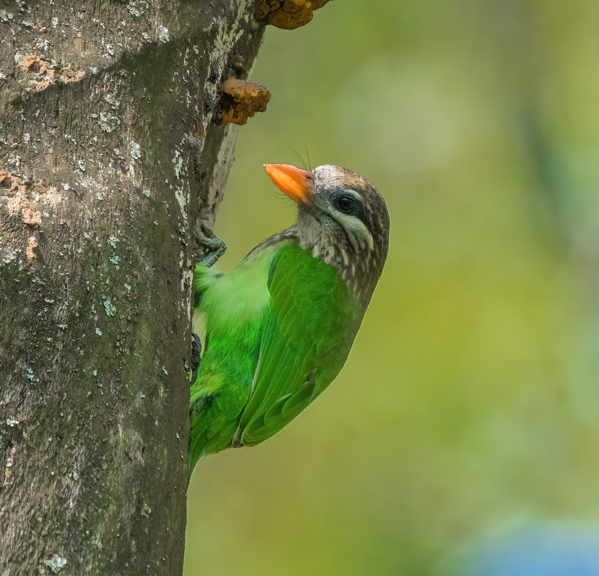 White-cheeked Barbet - Bindhu Mohan