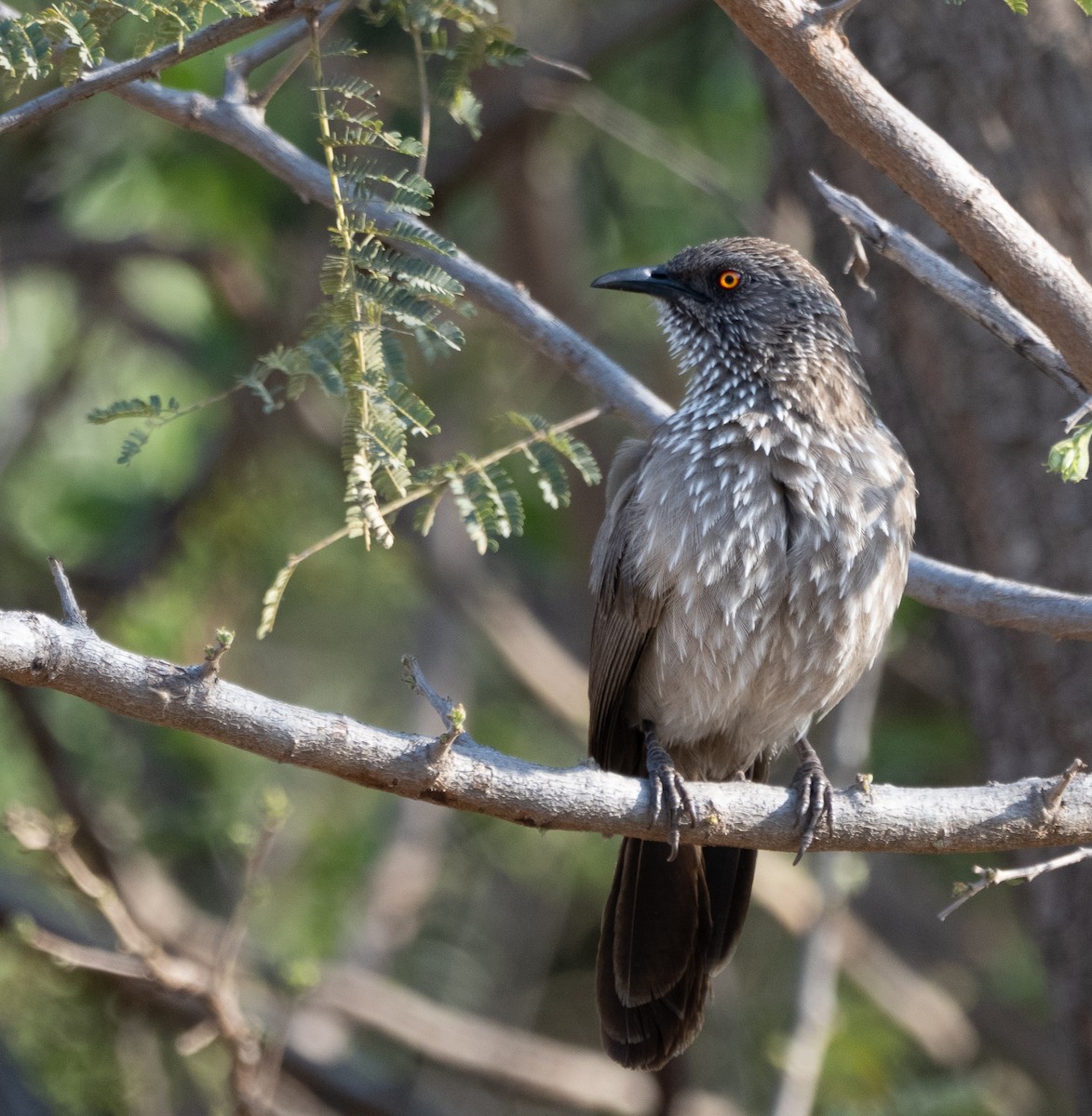 Arrow-marked Babbler - ML501039121