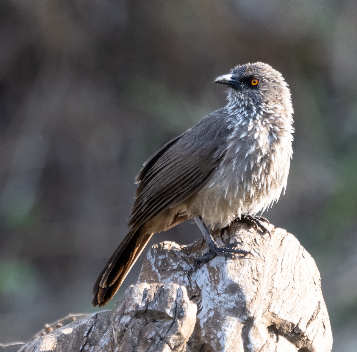 Arrow-marked Babbler - ML501039131