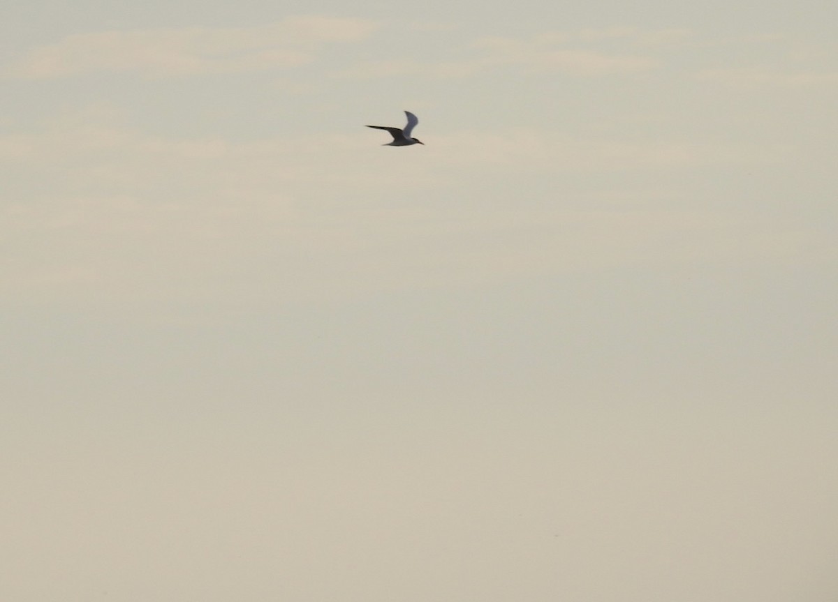 Caspian Tern - ML501040831