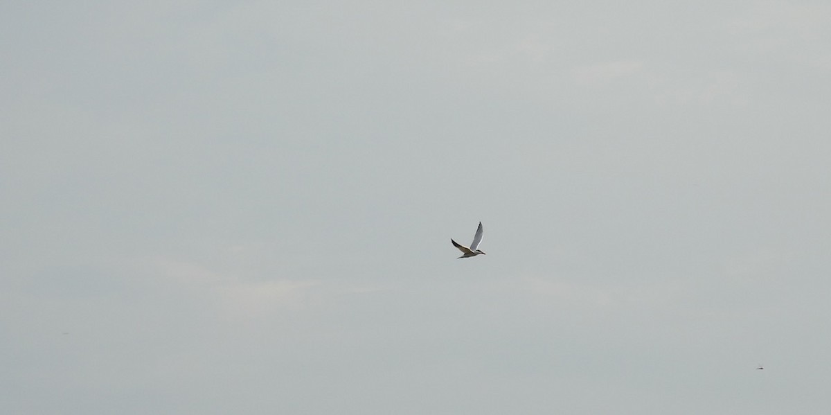 Caspian Tern - ML501040851