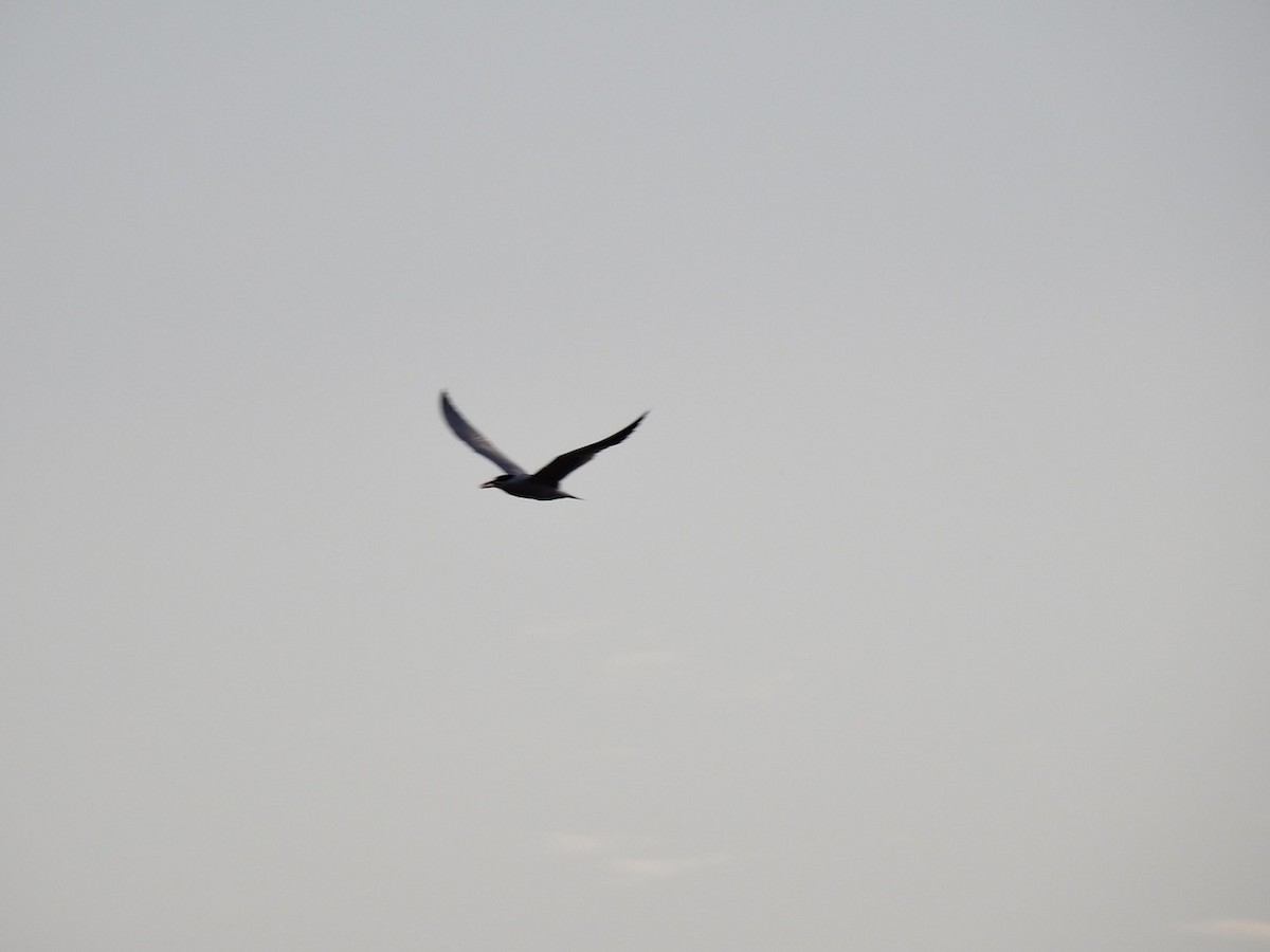 Caspian Tern - ML501040871