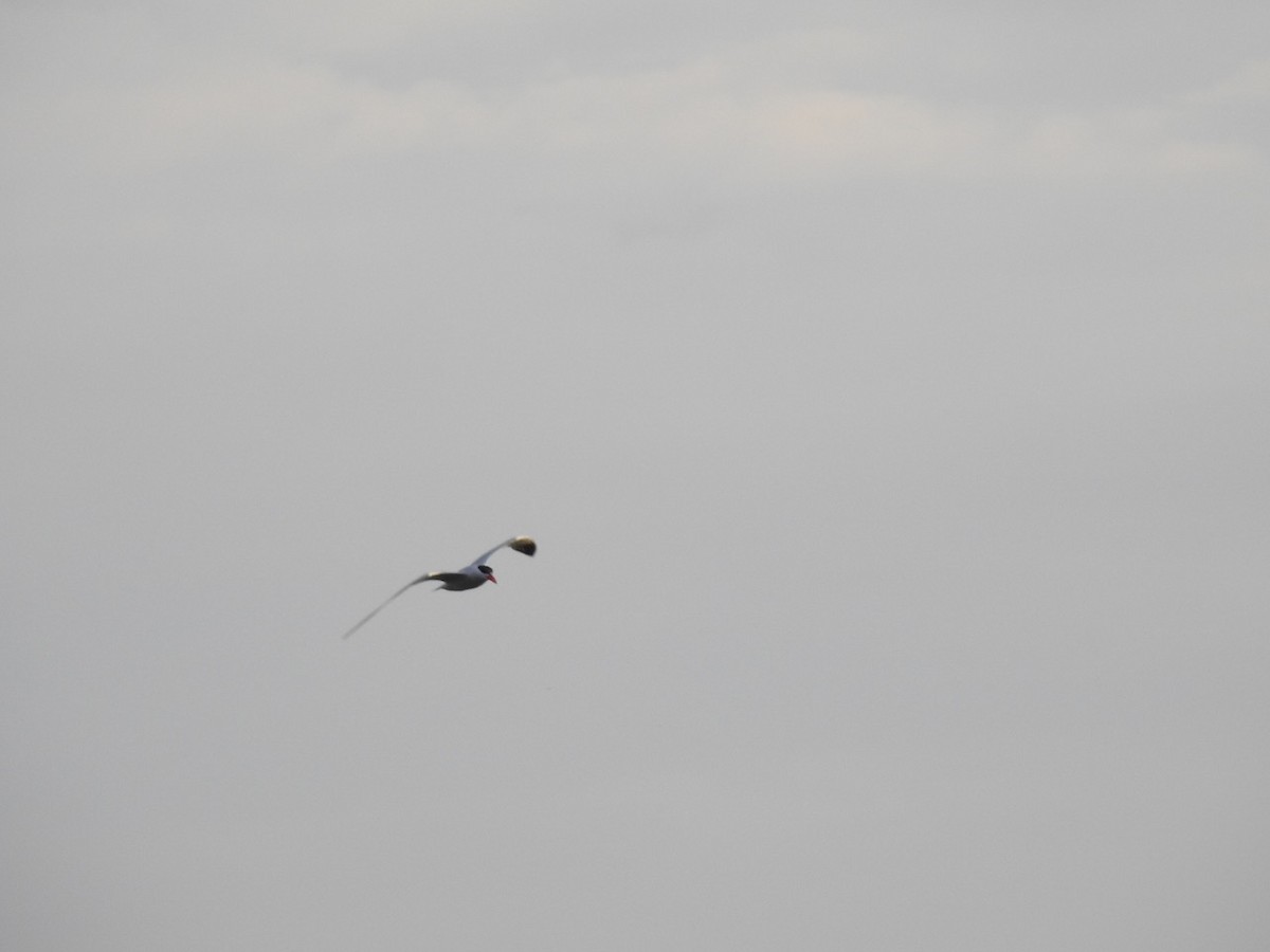 Caspian Tern - ML501040911