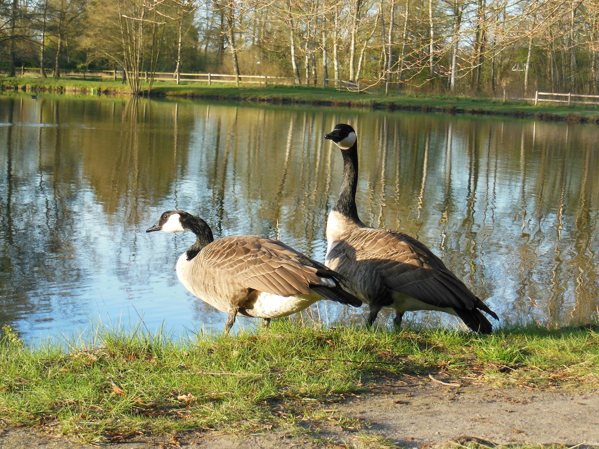 Canada Goose - Emil Jantke