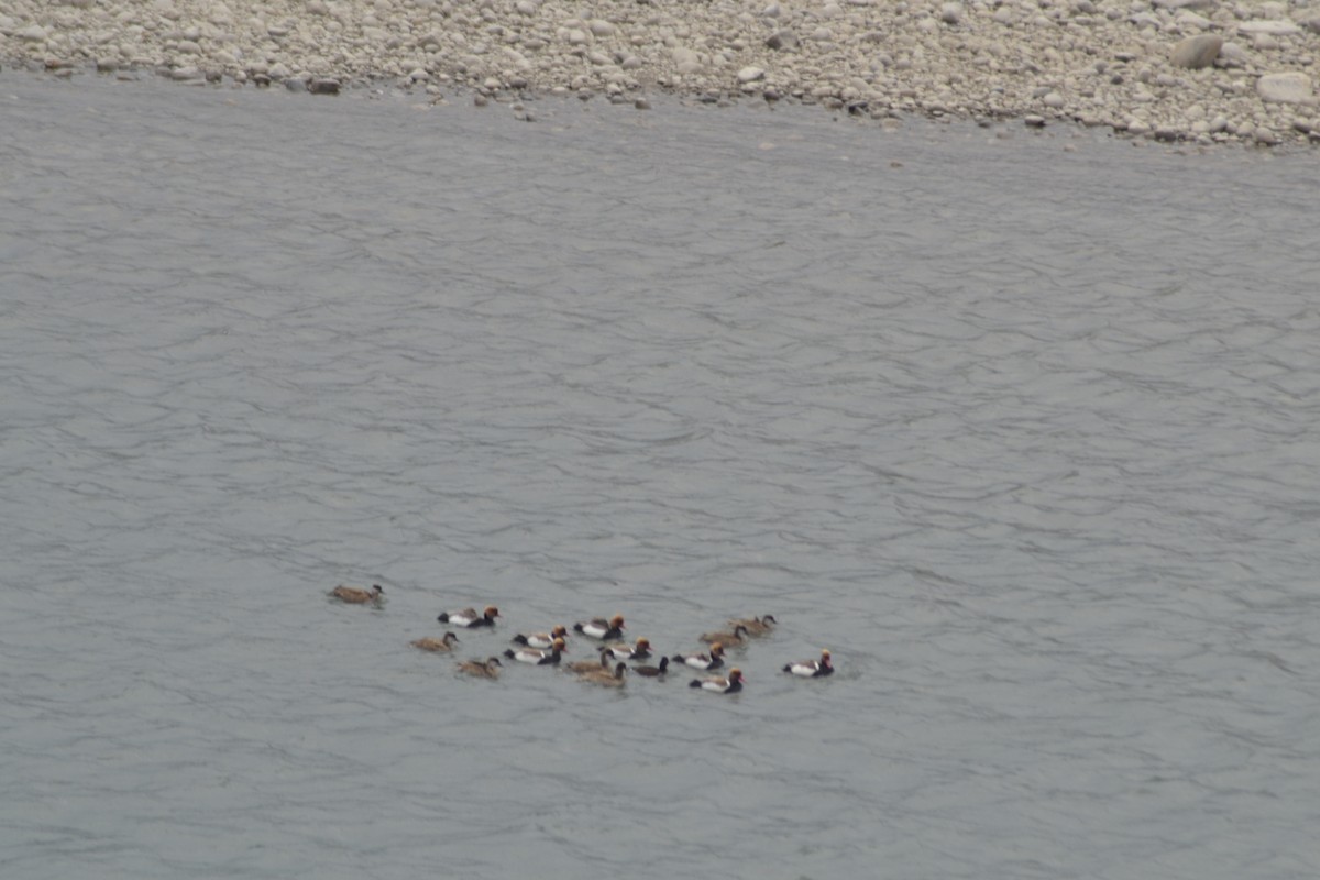 Red-crested Pochard - ML50104211