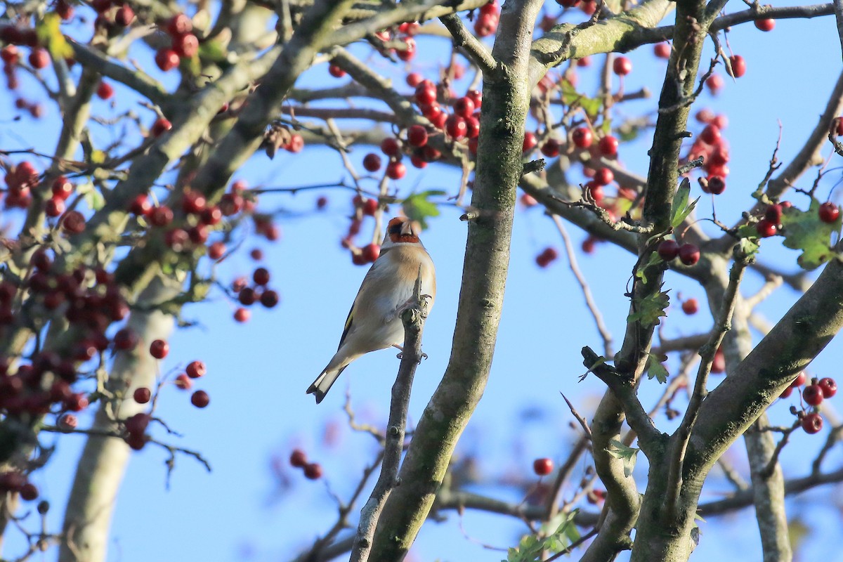 European Goldfinch - ML501042681