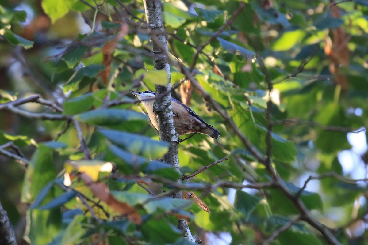 Eurasian Nuthatch - ML501042701