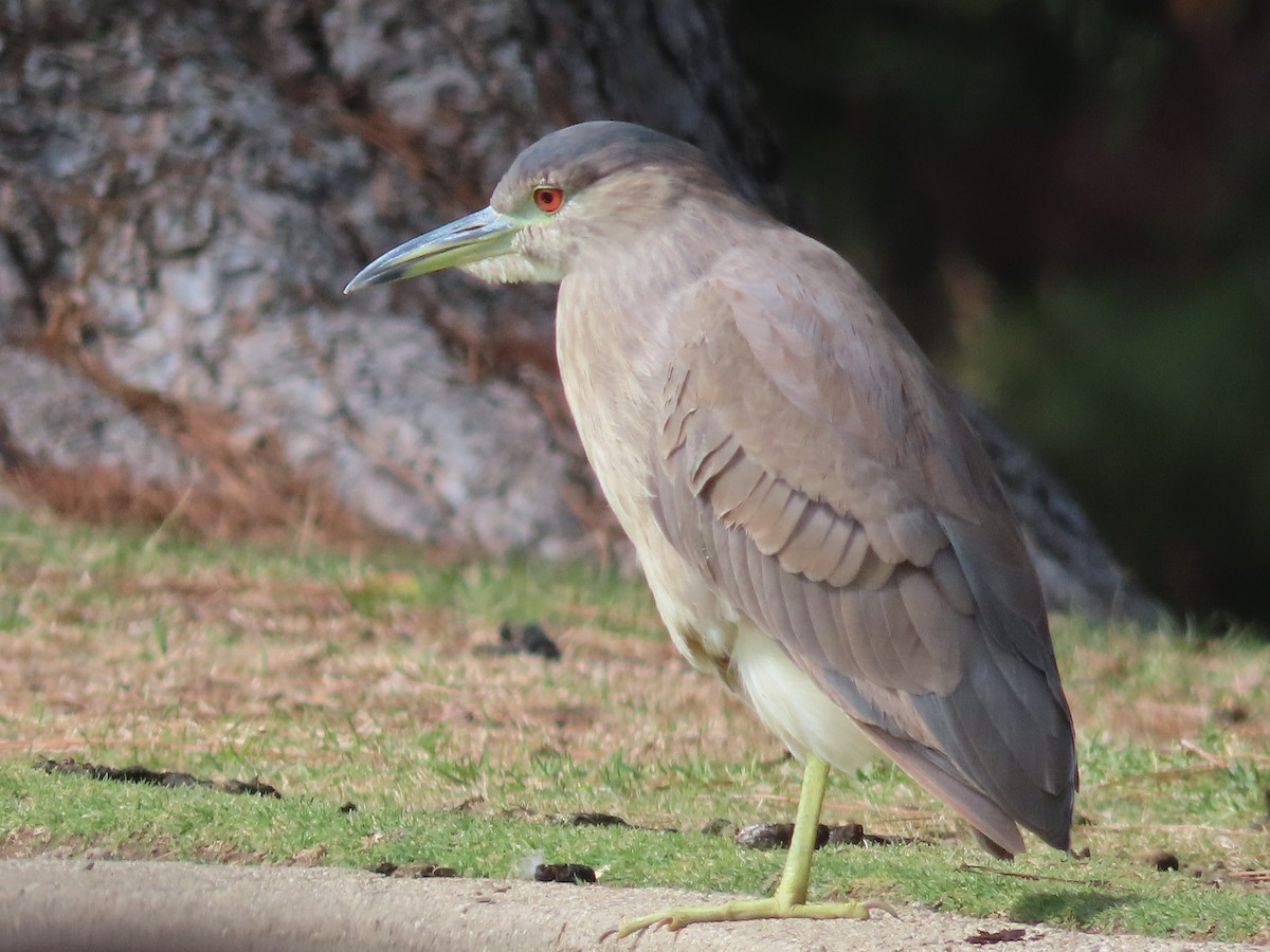 Ногоовор зашин - ML501043201