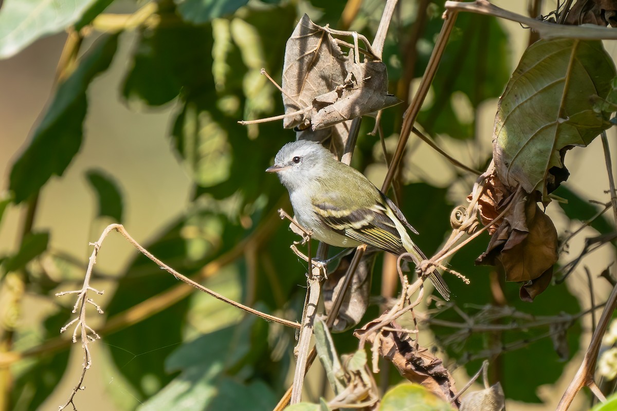 White-tailed Tyrannulet - ML501044411